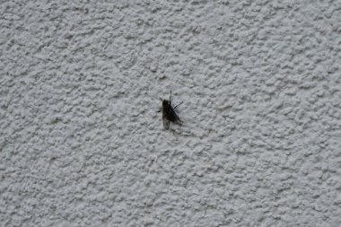 Sinek mayıs ayında evin dış duvarında oturur. Musca domestica, Cyclorrhapha 'nın bir alt sineğidir. Berlin, Almanya