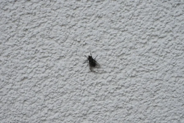 집파리는 외벽에 앉는다 Housefly Musca Domestica Fly Suborder Cyclorrhapha 베를린 — 스톡 사진