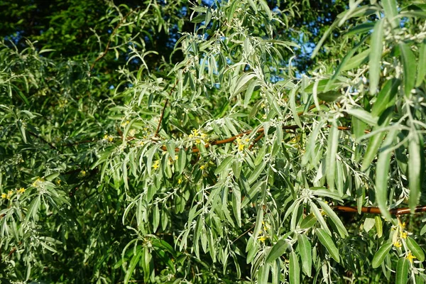 Elaeagnus Angustifolia Blüht Juni Mit Gelben Blüten Elaeagnus Angustifolia Russische — Stockfoto