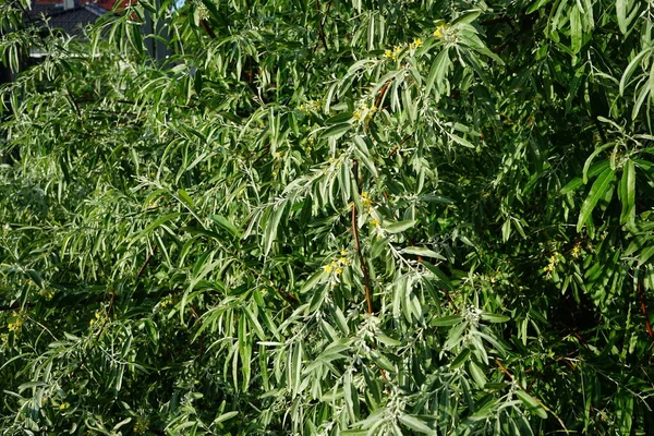 Elaeagnus Angustifolia Blüht Juni Mit Gelben Blüten Elaeagnus Angustifolia Russische — Stockfoto