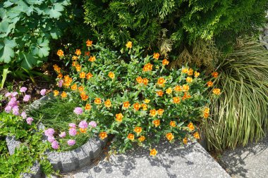 Mayıs ayında bahçede Helianthemum x cultivars 'Bronzeteppich' ve Armeria maritima. Helianthemum, Kaya Gülü (