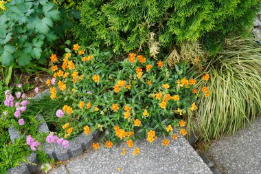 Mayıs ayında bahçede Helianthemum x cultivars 'Bronzeteppich' ve Armeria maritima. Helianthemum, Kaya Gülü (