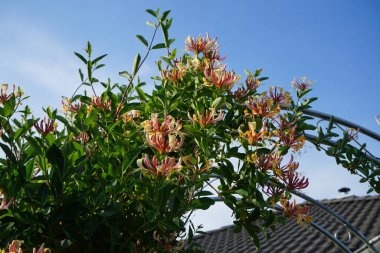 Lonicera periclymenum (hanımeli), Caprifoliaceae familyasından bir hanımeli türü. Berlin, Almanya 