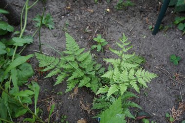 Mayısta bahçede eğrelti otları. Eğreltiotu, Polypodiopsida veya Polypodiophyta, sporlar yoluyla üreyen ve ne tohumu ne de çiçeği olan bir damar bitkisi grubunun üyesidir. Berlin, Almanya