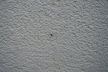 Leiobunum sp. Mayısta evin dış duvarında. Leiobunum, Sclerosomatidae familyasından 100 'den fazla türü bulunan bir hasatçı cinsidir. Berlin, Almanya 