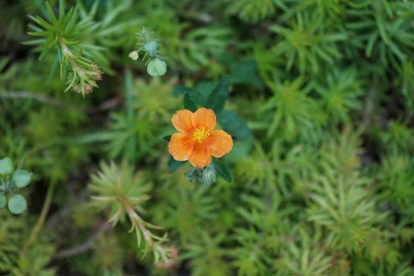 Helianthemum Buffars Bronzeteppich Garden 정원에서 Helianthemum Rock Rose Sunrose Rushrose — 스톡 사진