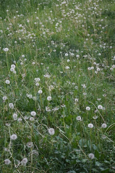 Mayısta çayırda karahindiba tohumu. Taraxacum officinale, karahindiba ya da bilinen adıyla karahindiba, karahindiba cinsinin uzun ömürlü çiçeğidir. Berlin, Almanya