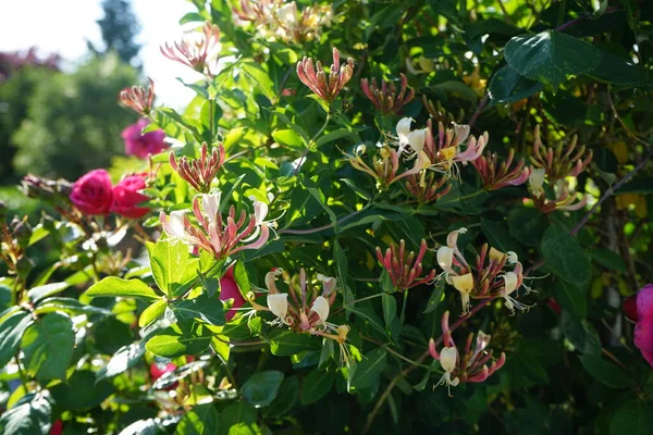 Lonicera periclymenum (hanımeli), Caprifoliaceae familyasından bir hanımeli türü. Berlin, Almanya 