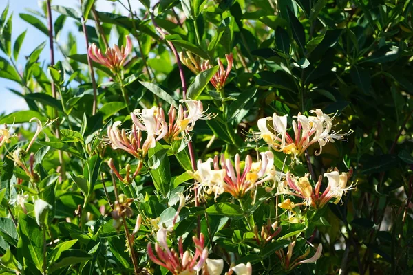 Lonicera periclymenum (hanımeli), Caprifoliaceae familyasından bir hanımeli türü. Berlin, Almanya 