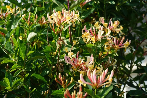 Lonicera periclymenum (hanımeli), Caprifoliaceae familyasından bir hanımeli türü. Berlin, Almanya 