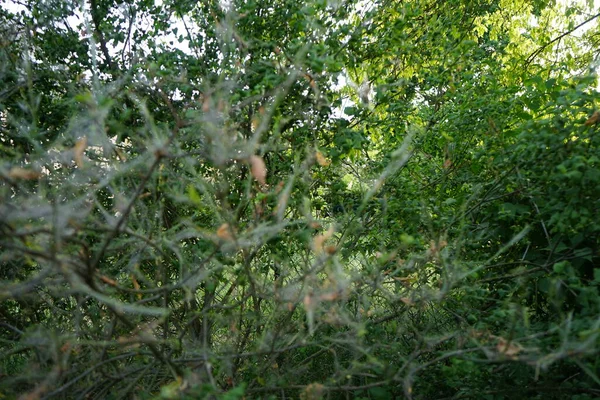 Uma Árvore Coberta Com Teias Aranha Casulos Com Lagartas Pendurados — Fotografia de Stock