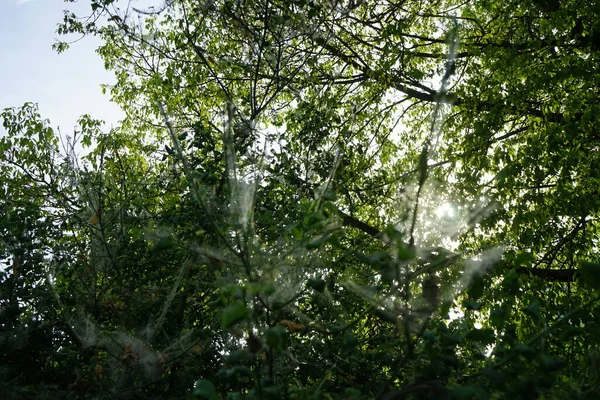 クモの巣に覆われた木とその上に毛虫のいる繭 これらは木の蛾 主に果物の木を選択するYponomeuta Evonyellaの毛虫です ドイツ ベルリン — ストック写真