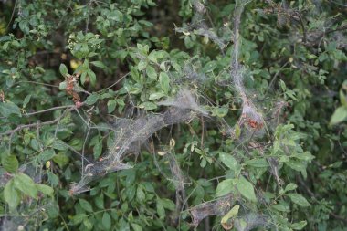 Örümcek ağlarıyla kaplı bir ağaç, ve üzerinde tırtıllar olan kozalar - bunlar ağaç güvelerinin tırtıllarıdır, Yponomeuta evonymella, öncelikle meyve ağaçlarını seçerler. Berlin, Almanya 