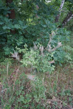 Örümcek ağlarıyla kaplı bir ağaç, ve üzerinde tırtıllar olan kozalar - bunlar ağaç güvelerinin tırtıllarıdır, Yponomeuta evonymella, öncelikle meyve ağaçlarını seçerler. Berlin, Almanya 