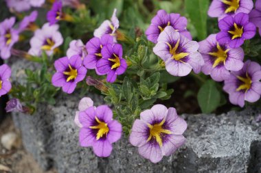 Bahçede Calibrachoa 'Kabare Yabanarısı Mavisi' çiçek açıyor. Calibrachoa, Solanaceae familyasından bir bitki cinsidir. Berlin, Almanya