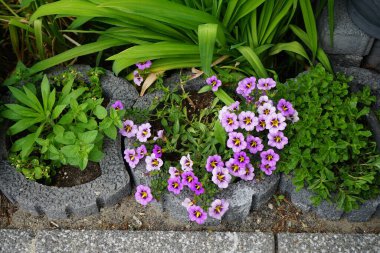 Bahçede Calibrachoa 'Kabare Yabanarısı Mavisi' çiçek açıyor. Calibrachoa, Solanaceae familyasından bir bitki cinsidir. Berlin, Almanya