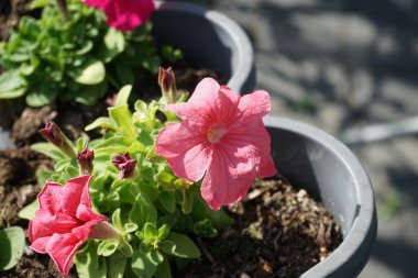 Petunya çiçekleri çardakta asılı bir saksıda çiçek açar. Petunia, Petunioideae familyasından bir cinstir. Berlin, Almanya
