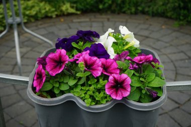 Petunya çiçekleri çardakta asılı bir saksıda çiçek açar. Petunia, Petunioideae familyasından bir cinstir. Berlin, Almanya