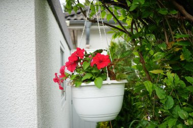 Kırmızı petunya çiçekleri bir pergola üzerinde asılı bir saksıda çiçek açar. Petunia, Petunioideae familyasından bir cinstir. Berlin, Almanya