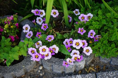 Bahçede Impatiens Walleriana 'nın pembe kırmızı çiçekleri ve Calibrachoa' Kabare Yabanarısı Mavisi 'nin mor-sarı çiçekleri açar. Calibrachoa, Solanaceae familyasından bir bitki cinsidir. Berlin, Almanya 