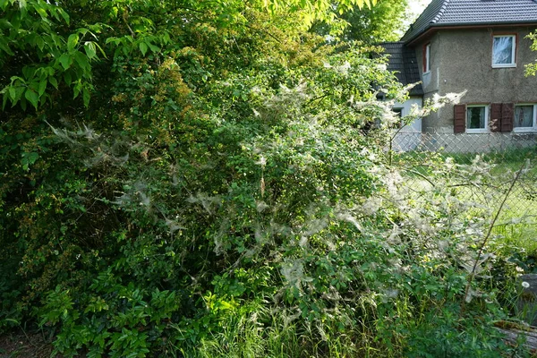 Ein Mit Spinnweben Bedeckter Baum Dem Kokons Mit Raupen Hängen — Stockfoto
