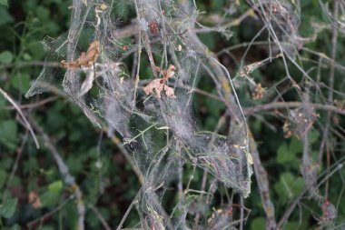 Örümcek ağlarıyla kaplı bir ağaç, ve üzerinde tırtıllar olan kozalar - bunlar ağaç güvelerinin tırtıllarıdır, Yponomeuta evonymella, öncelikle meyve ağaçlarını seçerler. Berlin, Almanya  