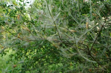 Örümcek ağlarıyla kaplı bir ağaç, ve üzerinde tırtıllar olan kozalar - bunlar ağaç güvelerinin tırtıllarıdır, Yponomeuta evonymella, öncelikle meyve ağaçlarını seçerler. Berlin, Almanya  