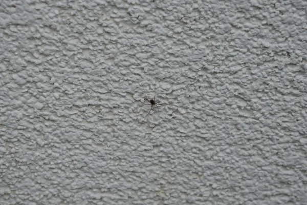 Leiobunum sp. on the outer wall of the house in May. Leiobunum is a genus of the harvestman family Sclerosomatidae with more than a hundred described species. Berlin, Germany