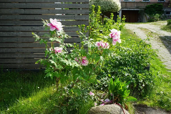 정원에 분홍색 Paeonia Suffruticosa 교잡종의 결과로 재배되는 집단을 일컫는 이름이다 — 스톡 사진