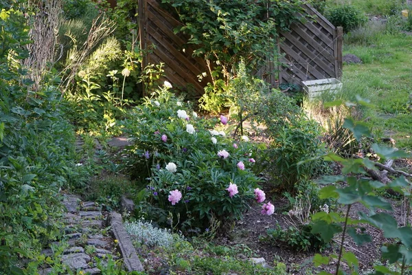 6月の庭には パエオニアの花序のピンクと白の花とアクイレッジャ アルピナの紫色の花 牡丹または牡丹は パエオニア科の唯一の属であるパエオニア属の開花植物です ドイツ ベルリン — ストック写真