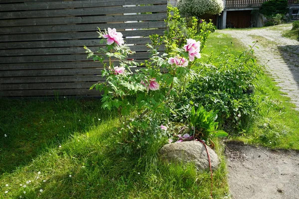 정원에 분홍색 Paeonia Suffruticosa 교잡종의 결과로 재배되는 집단을 일컫는 이름이다 — 스톡 사진