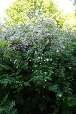 Gül ve spiraea, mayıs ayında bahçede beyaz çiçeklerle çiçek açar. Gül, gülgiller (Rosaceae) familyasından Rosa cinsinin uzun ömürlü bir çiçeğidir. Berlin, Almanya 