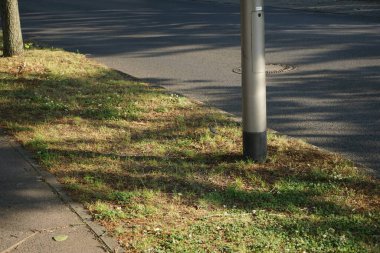 Motacilla alba kuşu Haziran ayında yol kenarında çimlerin üzerinde yürür. Beyaz kuyruklu Motacilla alba, Motacillidae familyasından bir kuş türü. Berlin, Almanya 