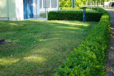 Motacilla alba kuşu Haziran 'da yeşil bir çimenlikte yürür. Beyaz kuyruklu Motacilla alba, Motacillidae familyasından bir kuş türü. Berlin, Almanya 