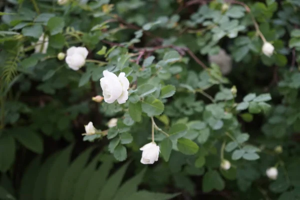Rose Bush Blooms White Flowers Garden May Rose Either Woody — Stock Photo, Image