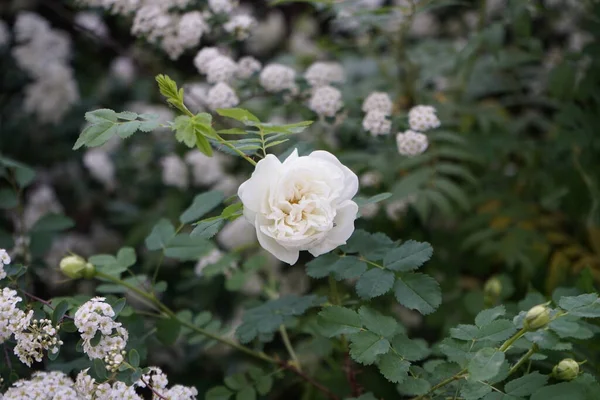 Rose Spiraea Bloom White Flowers Garden May Rose Either Woody — Stock Photo, Image