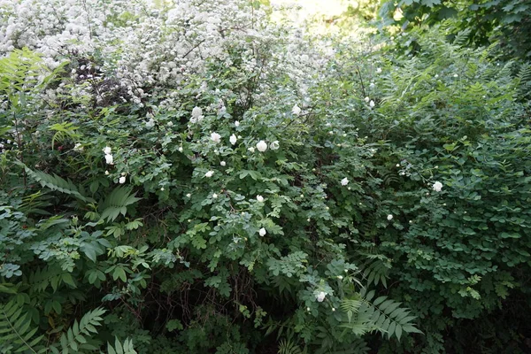 Rosa Espiraea Florecen Con Flores Blancas Jardín Mayo Una Rosa —  Fotos de Stock
