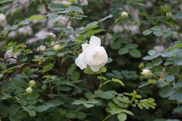 Gül Çalısı Mayıs Ayında Bahçede Beyaz Çiçeklerle Çiçek Açar Gül — Stok fotoğraf