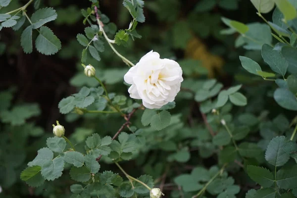 Rose Bush Blooms White Flowers Garden May Rose Either Woody — Stock Photo, Image