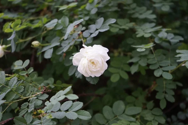 Maju Krzew Róży Kwitnie Białymi Kwiatami Ogrodzie Róża Albo Drzewiasta — Zdjęcie stockowe
