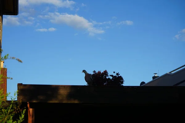 Columba Palumbus Kuşu Haziran Ayında Ahşap Garajda Kolomb Palumbus Güvercini — Stok fotoğraf