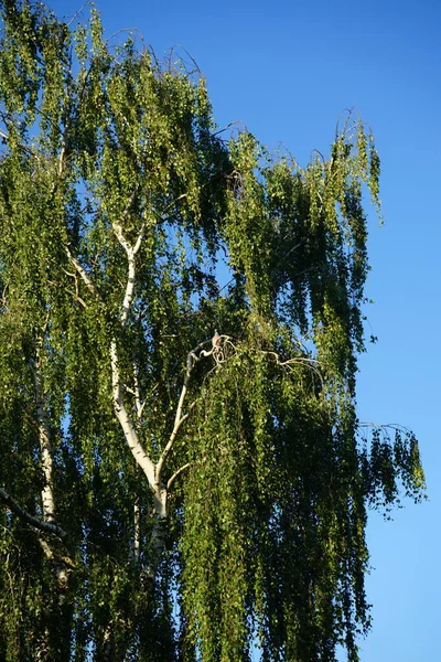 Columba Palumbus Bird Sur Une Branche Bouleau Juin Columba Palumbus — Photo