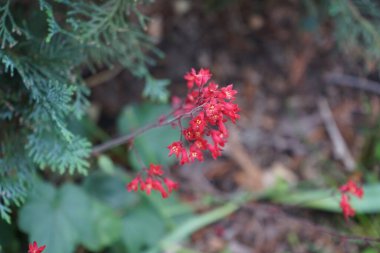 Heuchera sangine 