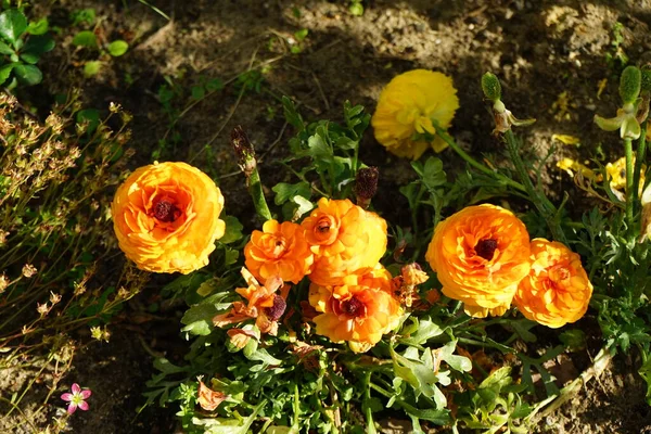 Мае Саду Цветут Оранжевые Желтые Цветки Ranunculus Fabricus Ranunculus Asiaticus — стоковое фото