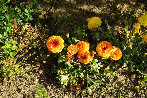 오렌지와 정원에서 피어나게 루스아 Ranunculus Asiaticus 페르시 일종으로 Ranunculus 일종이다 — 스톡 사진