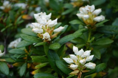 Mayıs ayında bahçede beyaz çiçekli Rhododendron çiçek açar. Rhododendron, çalıgiller (Ericaceae) familyasından ağaçsı bir bitki cinsidir. Berlin, Almanya 