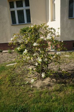 Mayıs ayında bahçede beyaz çiçekli Rhododendron çiçek açar. Rhododendron, çalıgiller (Ericaceae) familyasından ağaçsı bir bitki cinsidir. Berlin, Almanya 