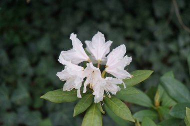 Mayıs ayında bahçede beyaz çiçekli Rhododendron çiçek açar. Rhododendron, çalıgiller (Ericaceae) familyasından ağaçsı bir bitki cinsidir. Berlin, Almanya 