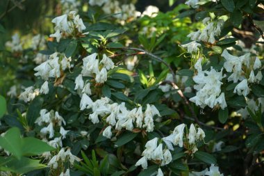 Mayıs ayında bahçede beyaz çiçekli Rhododendron çiçek açar. Rhododendron, çalıgiller (Ericaceae) familyasından ağaçsı bir bitki cinsidir. Berlin, Almanya 