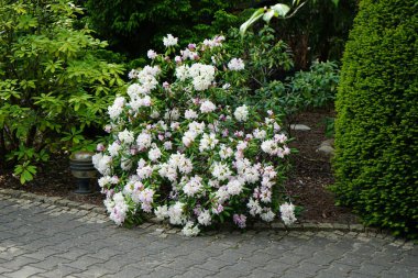 Mayıs ayında bahçede beyaz çiçekli Rhododendron çiçek açar. Rhododendron, çalıgiller (Ericaceae) familyasından ağaçsı bir bitki cinsidir. Berlin, Almanya 